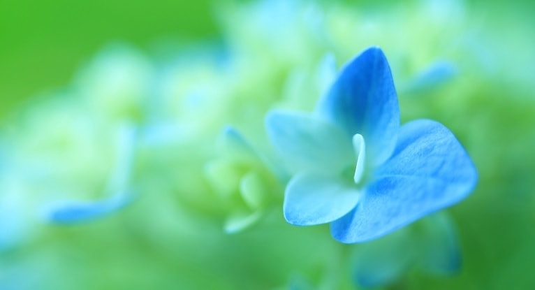 青い花・レイキセミナーイメージ