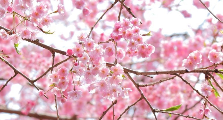 鞍馬山の桜、レイキの聖地の春景色