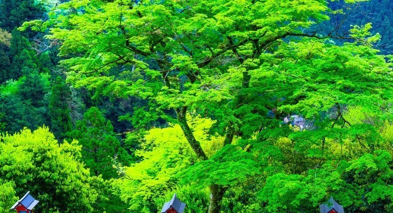 鞍馬寺の新緑と朱色の灯籠｜清らかな気を感じるレイキの聖地の風景