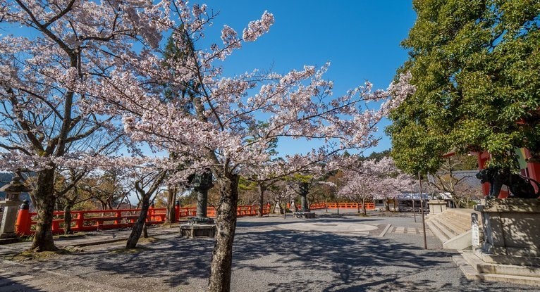 鞍馬寺境内の桜並木と青空｜春のレイキの聖地を象徴する癒しの風景