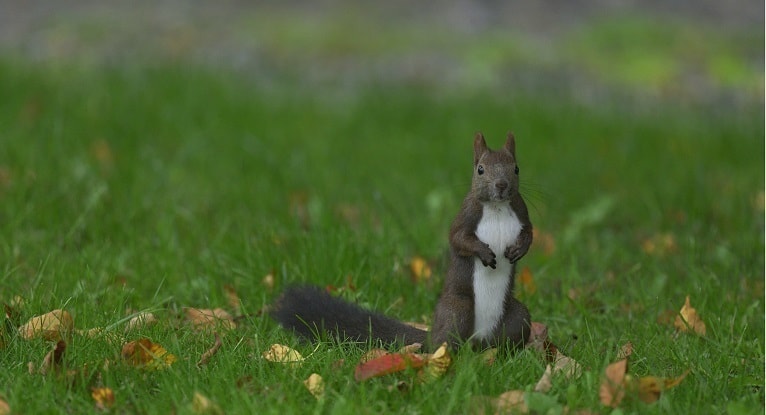東京赤坂のレイキサロン・クイーンズティーを象徴する緑のオーラをまとうリス