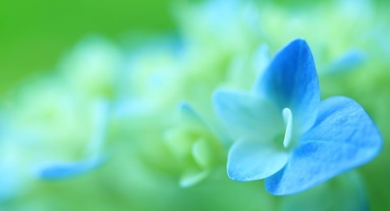 東京赤坂クイーンズティーのオールインクルーシブレイキコースをイメージした青い花の写真
