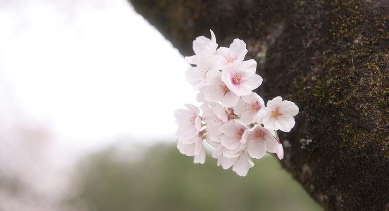 桜の幹から咲きこぼれる薄紅色の花びらが春の光に浮かぶ、レイキのやわらかな癒しをイメージした写真